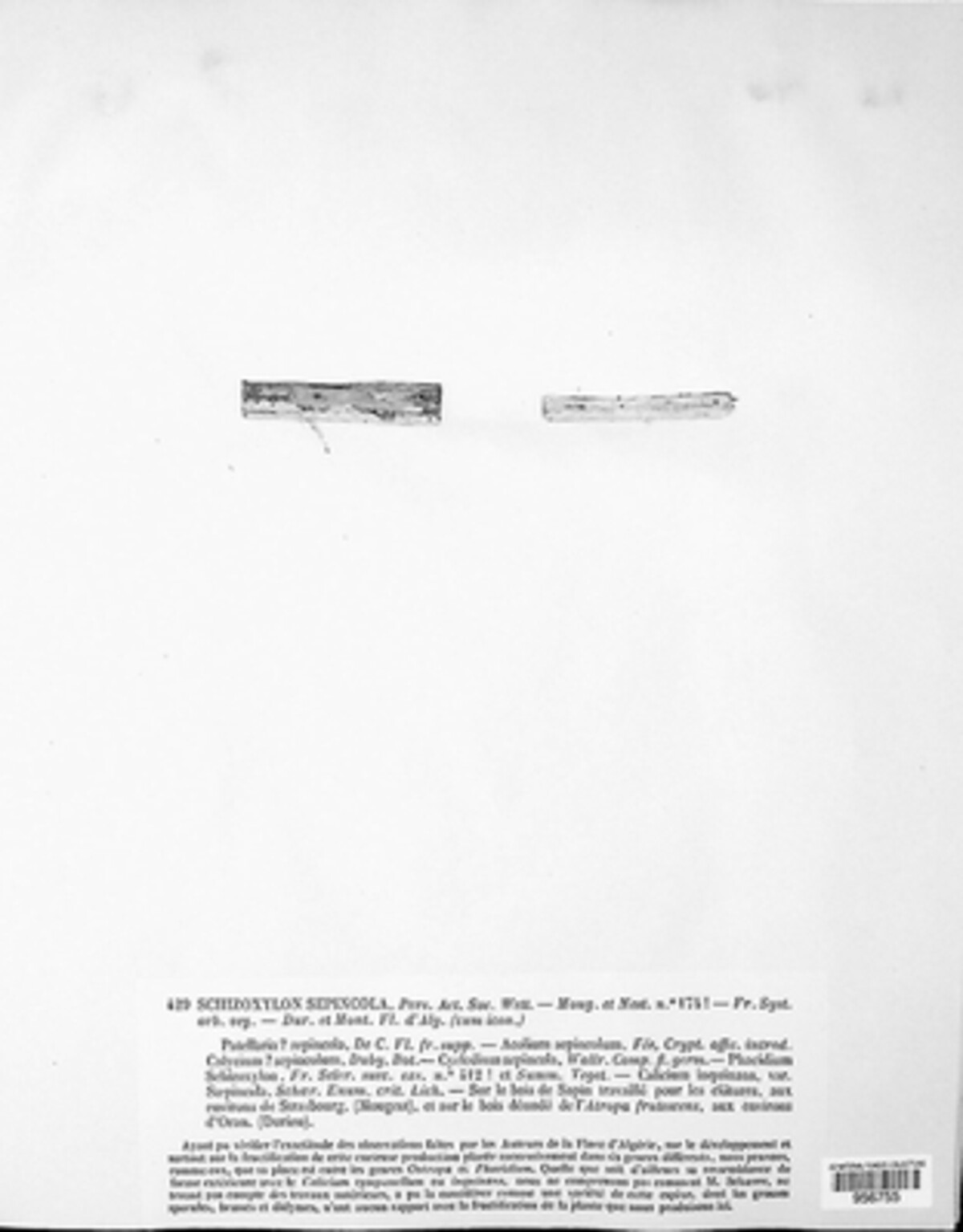 Schizoxylon sepincola image